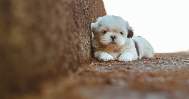 Bichon Frisé: Der ultimative Ratgeber für den flauschigen Familienhund