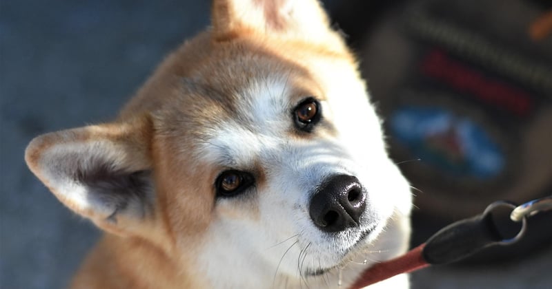 Akita Inu: Der edle japanische Nationalhund im Portrait