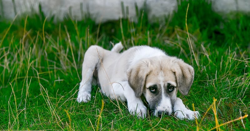 Blut im Stuhl beim Hund: Warnsignal oder harmlos?