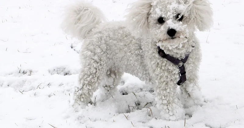 Bichon Frisé Farben: weiß, creme – und die braune Ausnahme