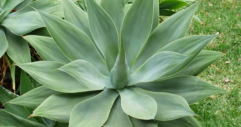 Warum eine Agave nach der Blüte stirbt – und was danach passiert