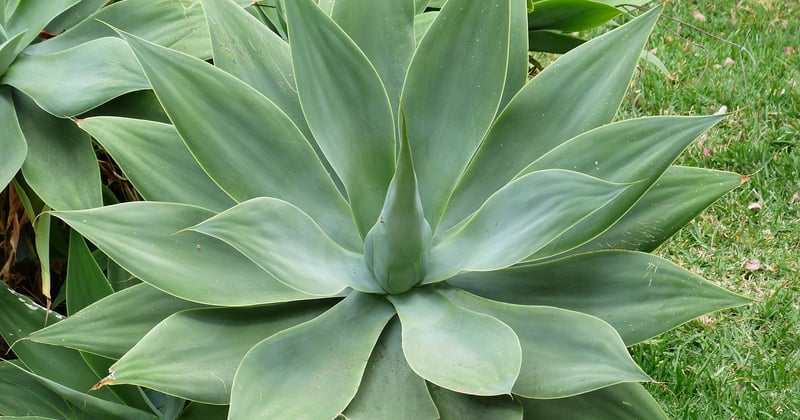 Agave: Die faszinierende Pflanze für Garten, Küche und Tequila