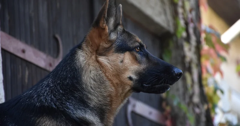Blut im Stuhl Hund Ursachen: Die Liste, die wirklich zählt