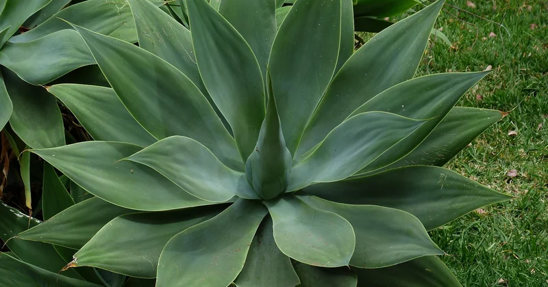 Agave pflegen: was wirklich zählt und was überschätzt wird