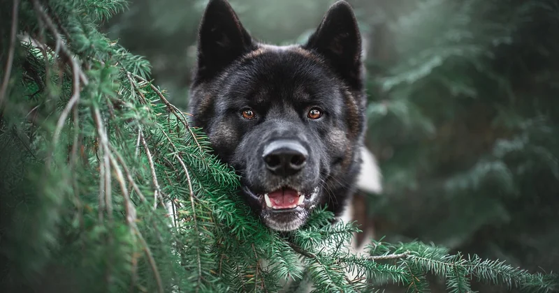 Akita Inu Charakter: Würde ist kein Marketingbegriff