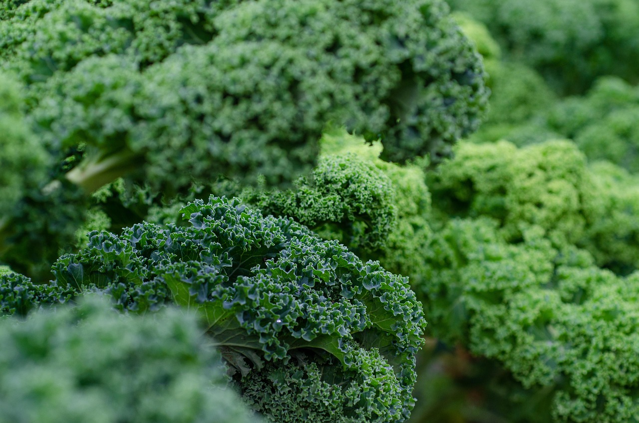 entdecken sie die welt der superfoods: erfahren sie, wie nährstoffreiche lebensmittel ihre gesundheit stärken und ihr wohlbefinden steigern können. tipps, rezepte und wissenschaftliche hintergründe zu superfoods.